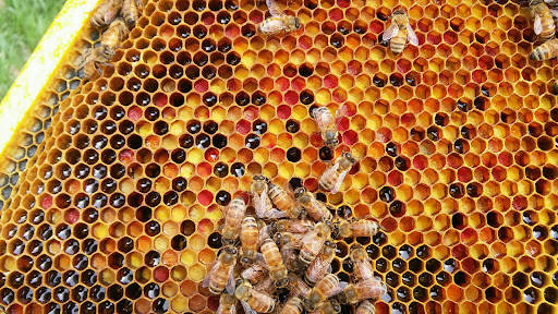 Negocio Abejas Y Miel