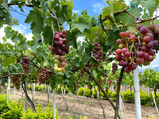 Negocio Parque Nacional De La Uva Y El Vino