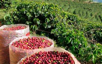 Negocio Tierra Cafe S.A.S