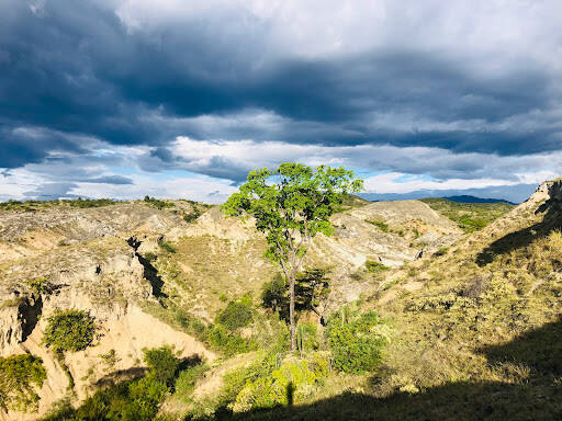 Negocio Valle De Los Xilópalos
